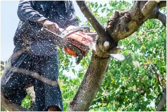 tree services St. Stephen